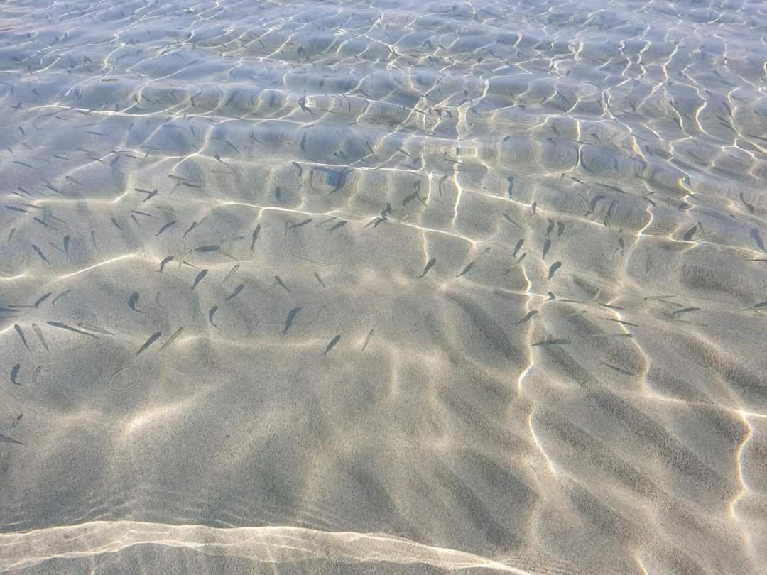 Dolcesosta B&B Marina Di Pulsano Eksteriør billede